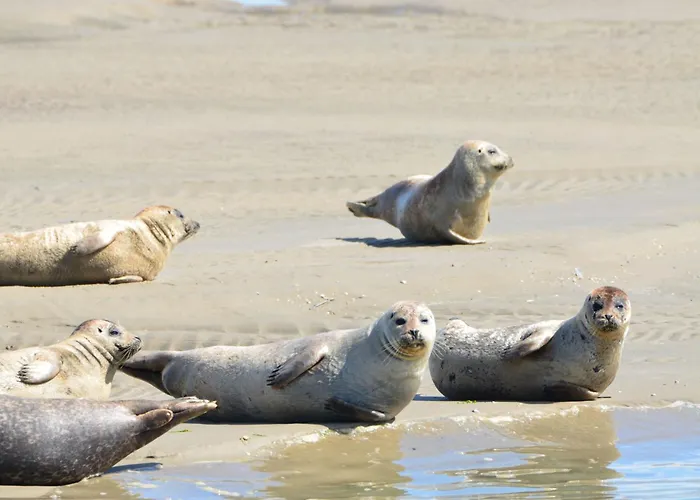 Les Hirondelles A * Le Crotoy