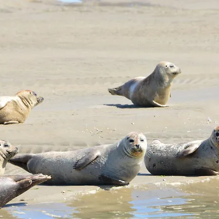 Les Hirondelles A * 勒克罗图瓦